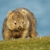 Vombat obecny - Vombatus ursinus - Common Wombat 5134